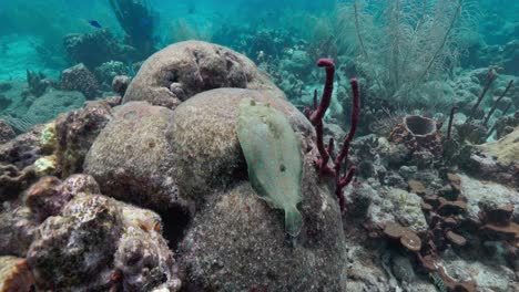 peacock flounder camouflaged on the reef and swimming away on a dive in the caribbean