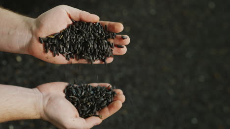 Male-Hand-Pours-Sunflower-Grain