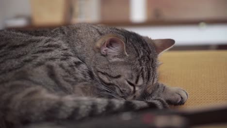adorable sleepy cat lying in bed at home
