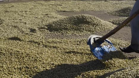 Washed-Raw-Coffee-beans-in-Antigua-Guatemala