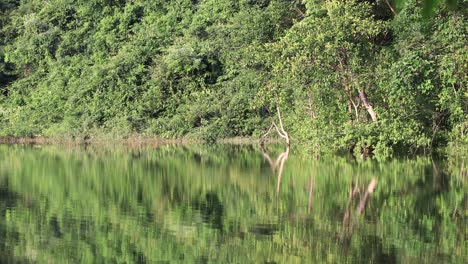 Beautiful-Green-Forests-Along-the-Edge-of-a-Lake-with-Reflections-in-Thailand