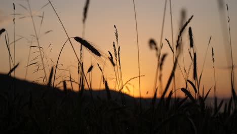 a grain field at dusk