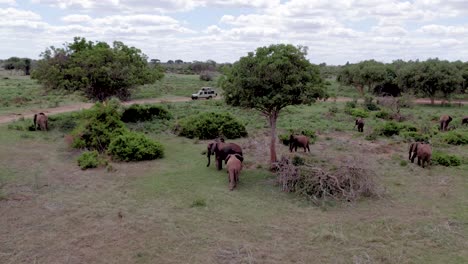imágenes aéreas de drones de elefantes que se oyen pastando en el bosque