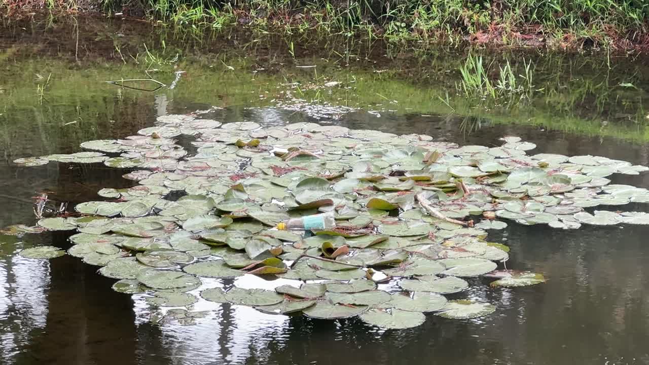 Lillypads on the surface of a pond in a park in Cape Town, South Africa
