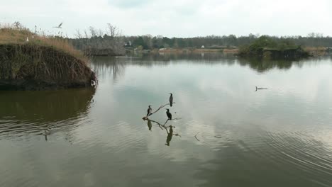 Vögel-Auf-Einem-Ast-Am-Adamov-See-In-Der-Slowakei