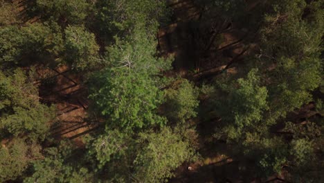 la línea de los árboles del bosque, surrey, reino unido