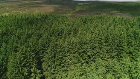 dense grove of pine trees in glencree forest ireland with shadows of clouds dancing on treetop