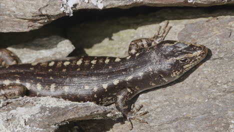 distinctive otago skink lizard endemic in south island, new zealand