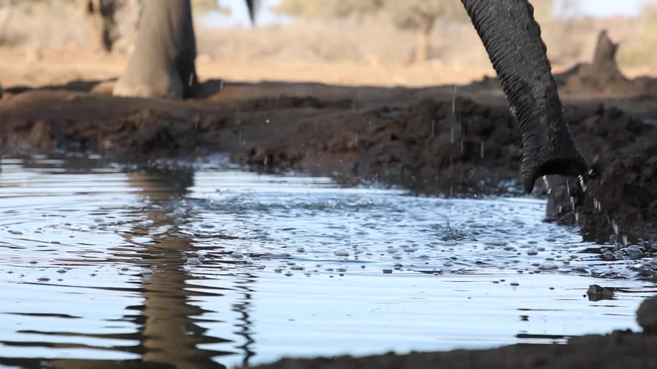 Static clip of the trunks of two elephants drinking and dripping water in Mashatu Game Reserve, Botswana