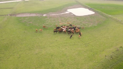 cattle grazing on green grassland