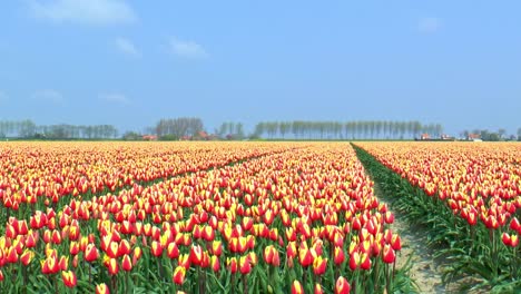 A-Lo-Largo-De-Un-Campo-Con-Tulipanes-Rojos-Y-Amarillos