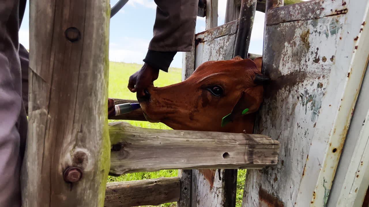 medicamentos para el ganado: el hombre rocia el tratamiento en la boca de las vacas