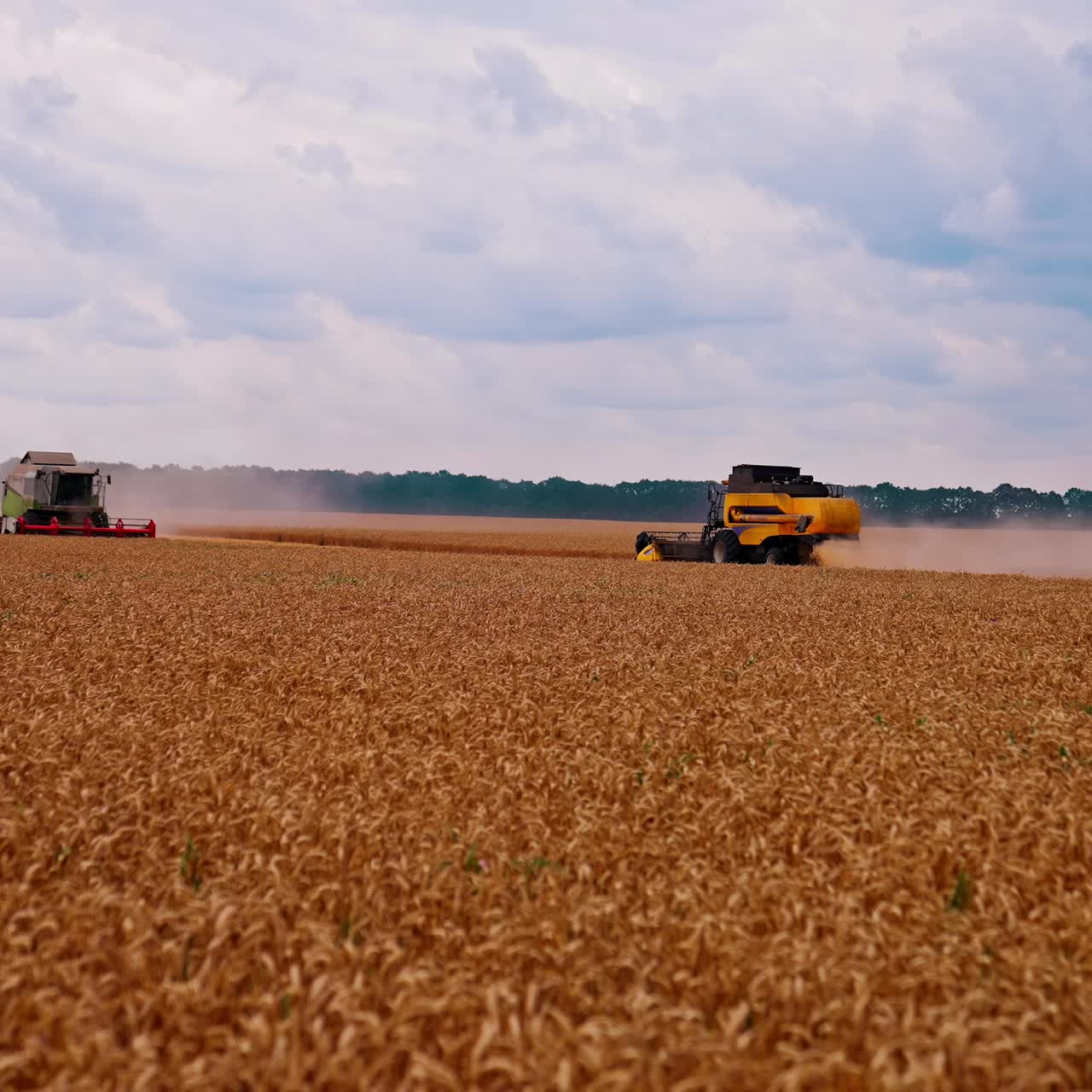 Harvester working in field. Combine harvesting wheat plants in the golden wheat field