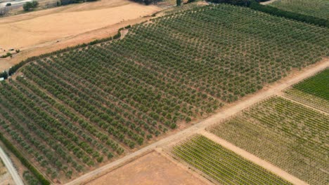 Drone-shots-of-a-vineyard-with-dry-grass
