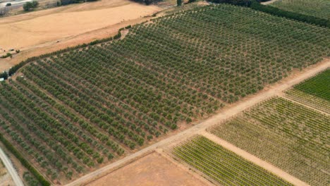 tomas de drones de un viñedo con hierba seca