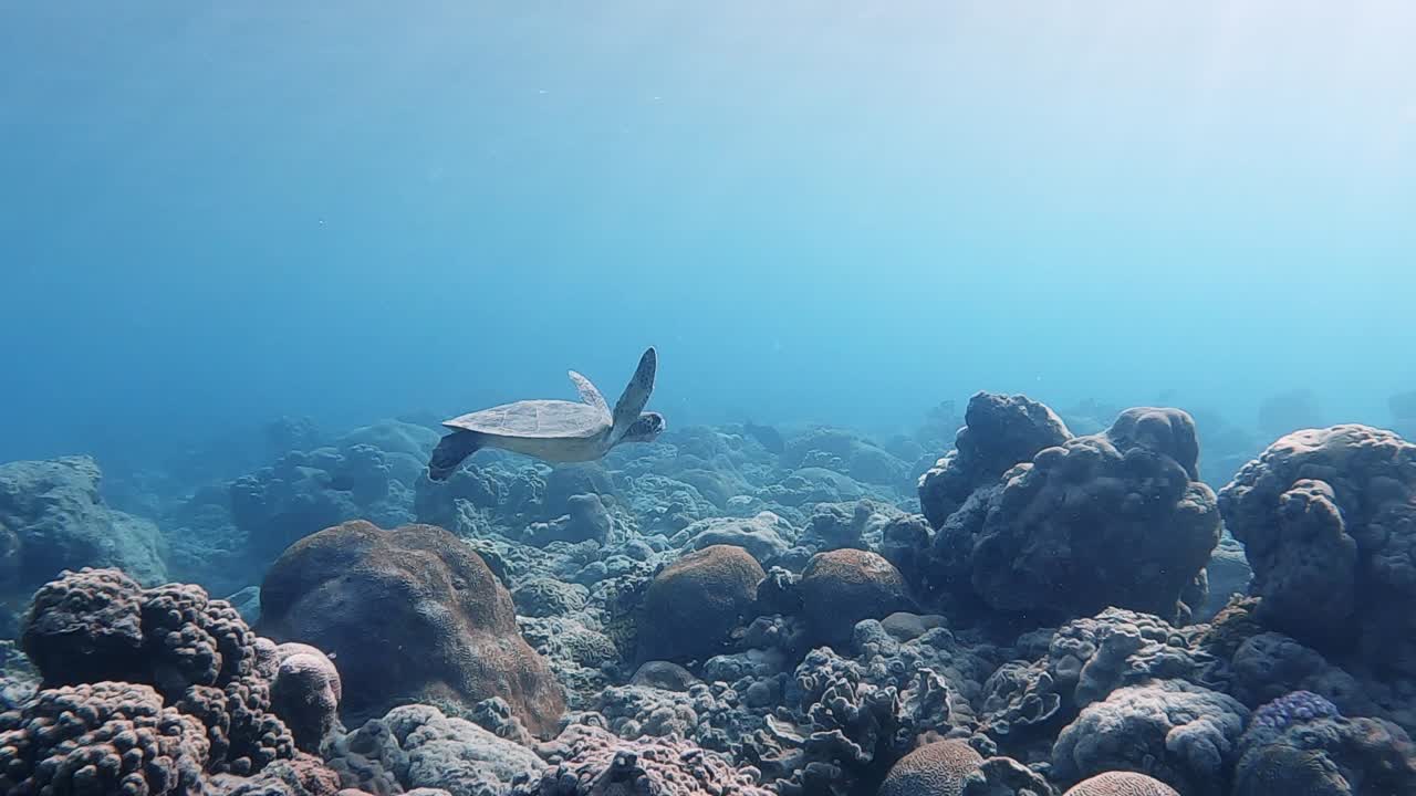 Green sea turtle close up. Moving towards the turtle across the sea bed and corals through beautiful blue sea. Dolly forward.