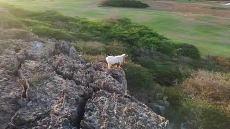 a brown and white goat stands on the edge of a cliff at the north end of aruba