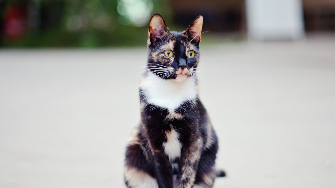 A Tortoiseshell cat with yellow eyes looking around outside