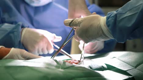 estudiantes de medicina practicando cirugía en el modelo.