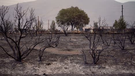 Burnt-trees,-forest-fire-aftermath,-wildfire-damage-in-the-highlands-of-California---pan-view