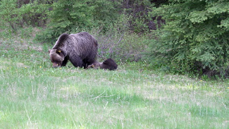 female grizzly bear and young cub eating grass and playing with each other in the springtime. wide shot