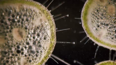 pelargonium geranio micrótomo de sección transversal de tallo peludo bajo el microscopio de campo oscuro