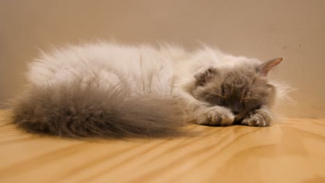 cat cafe - persian cat sleeping on the table inside a cafe. - closeup shot