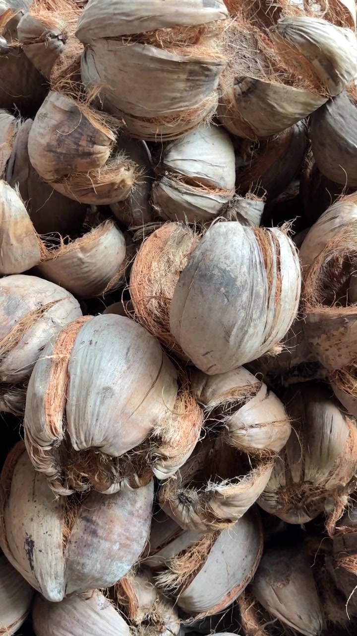 Pila di gusci e fibre di cocco essiccati