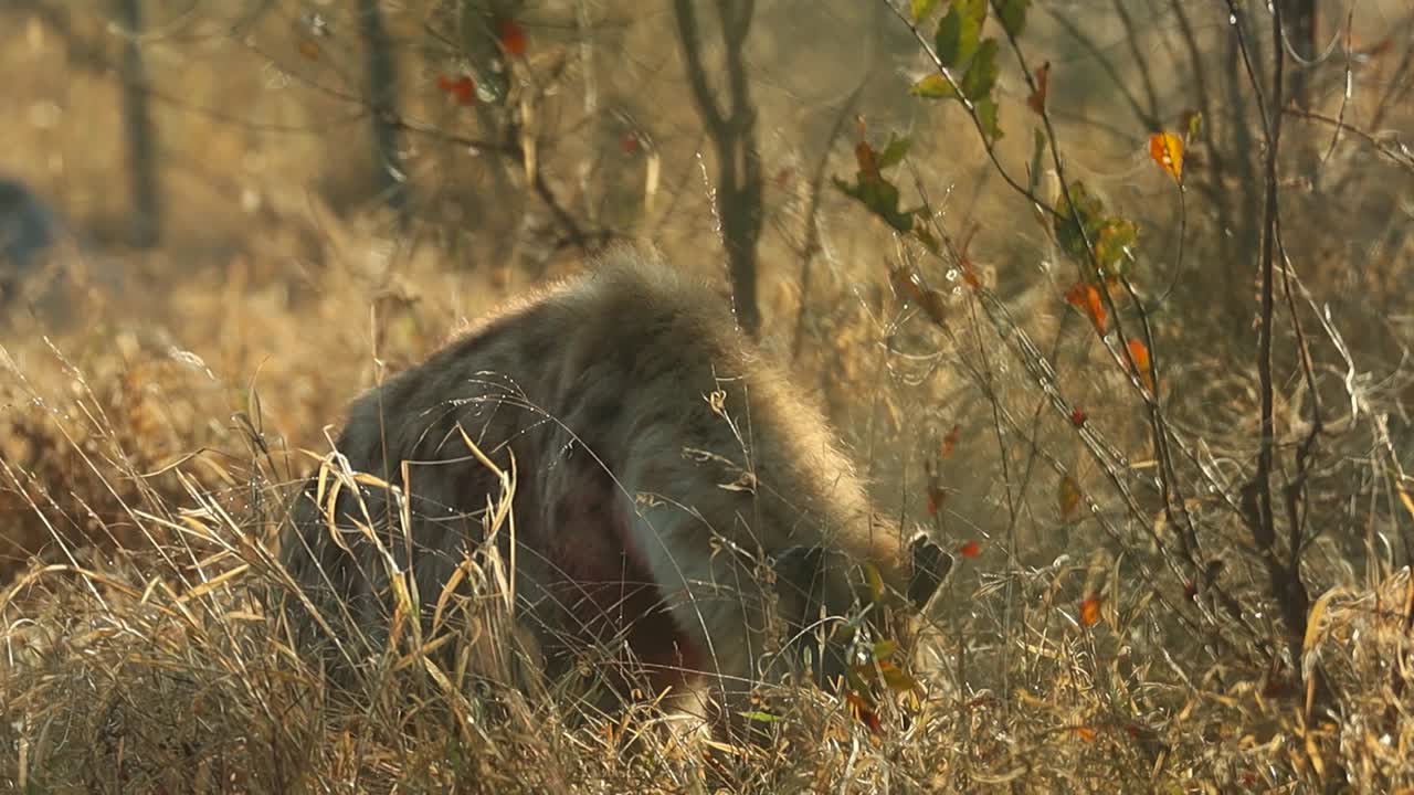 una toma media de una hiena manchada chequeando su entorno mientras se alimenta, kruger mayor