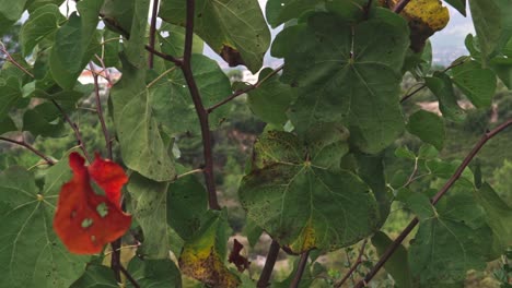 Langsame-Schwenkaufnahme-Des-Berges-Parnitha,-Athen,-Griechenland,-Zwischen-Bäumen,-An-Bewölktem-Herbsttag