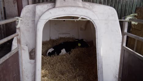 Schwarzes-Kalb-Auf-Milchviehbetrieb