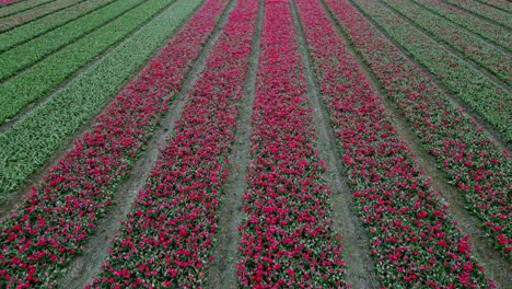 tulip field emmeloord, netherlands. opening shot