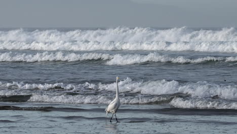 una gran garceta vadeando a lo largo de la playa mientras las olas chocan contra la orilla