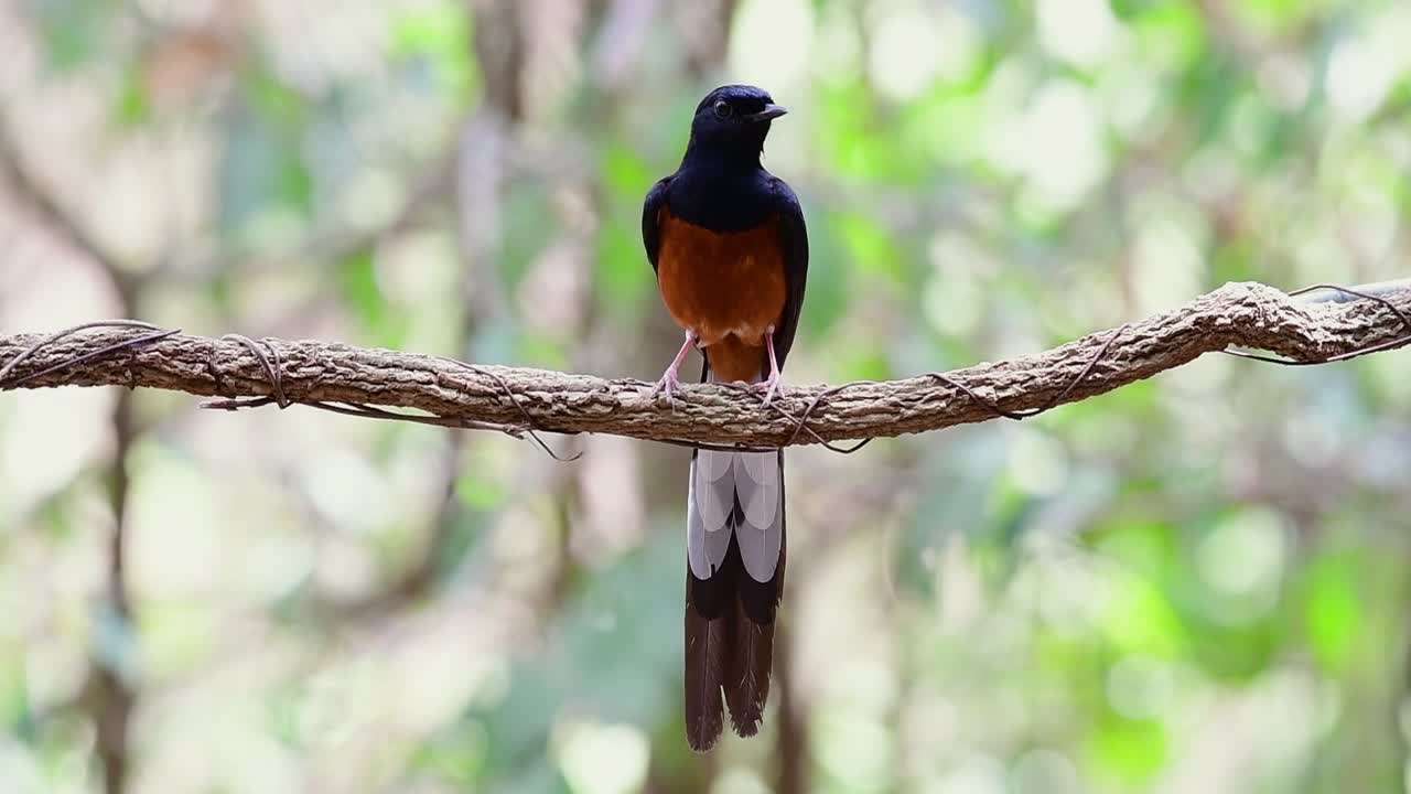슬로모션으로 숲 보케 배경인 copsychus malabaricus가 있는 포도나무에 자리 잡은 흰 엉덩이 샤마