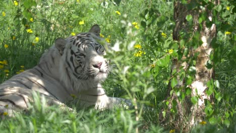 tigre de bengala blanco bostezando bajo un árbol un cálido día de verano en siberia, rusia - plano medio ancho