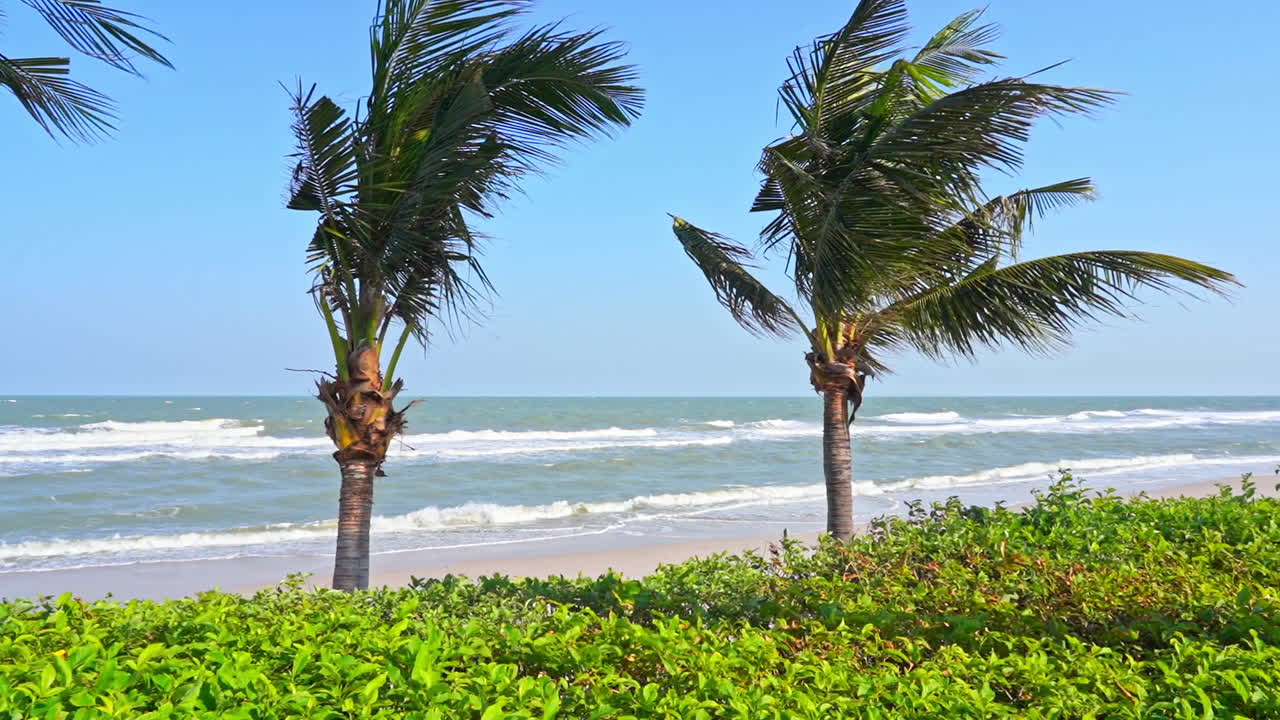 Palms swaying at sandy tropical beach under the strong wind daytime