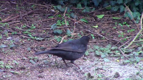 Male-blackbird-of-the-thrush-family-feeding-on-birdseed-in-a-bird-lovers-front-garden-in-the-town-of-Oakham-in-the-county-of-Rutland-in-England,-United-Kingdom