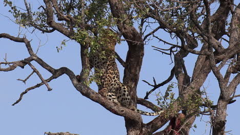 Large male leopard begins to climb down from dry tree in South Africa