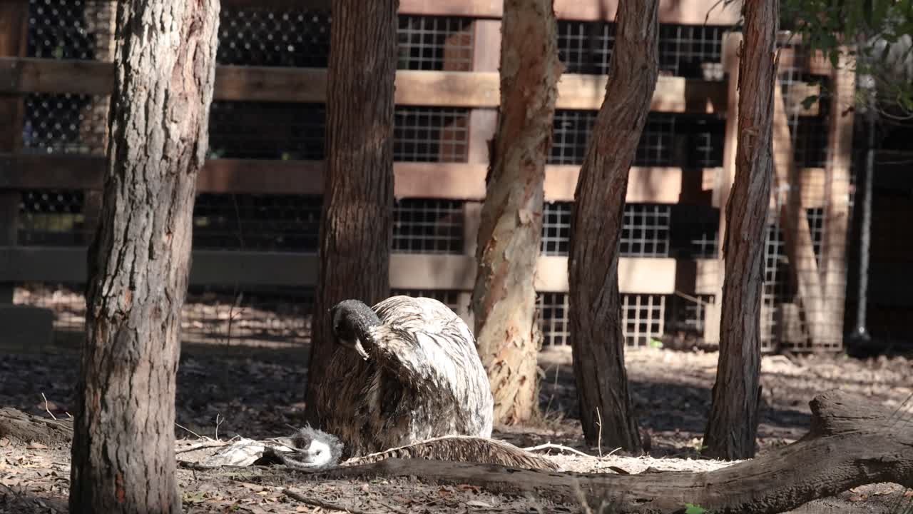 emú descansando en un recinto de zoológico boscoso