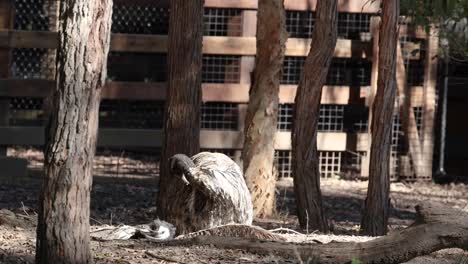 emu resting in a forested zoo enclosure