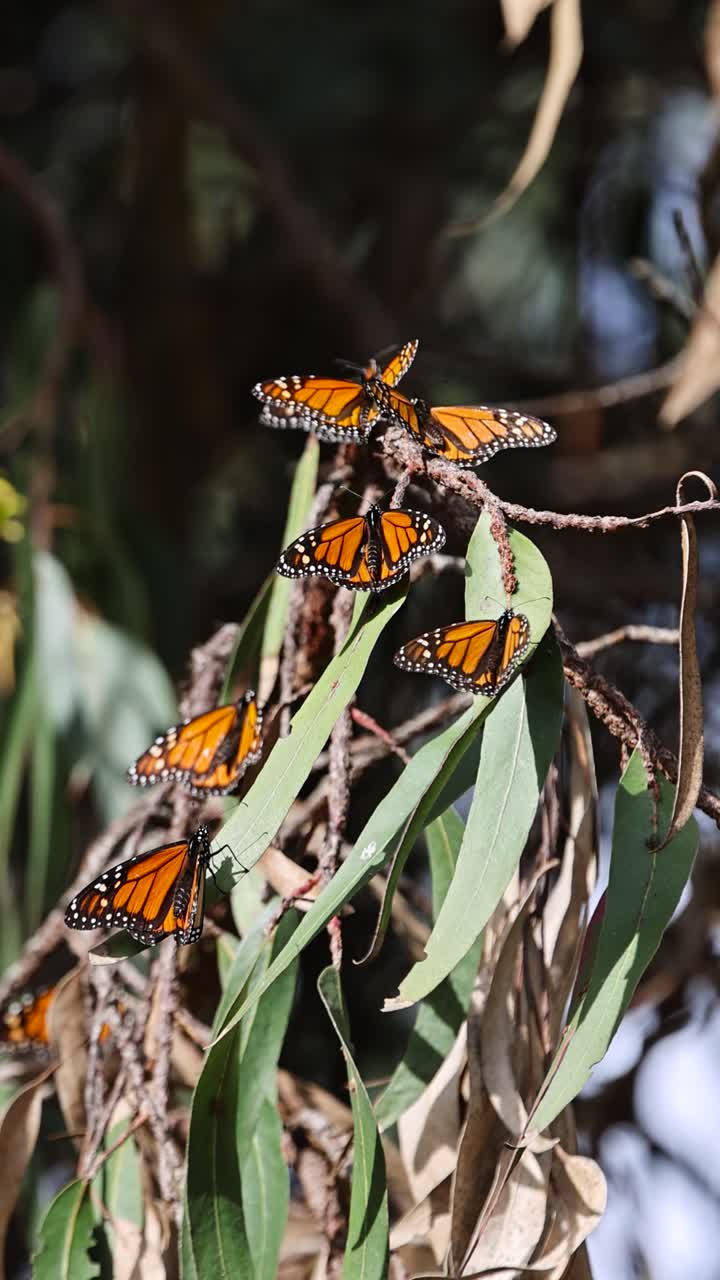 a synchronized cluster of monarch butterflies sunning themselves on a tree branch in the wind STATIC SHOT VERTICAL