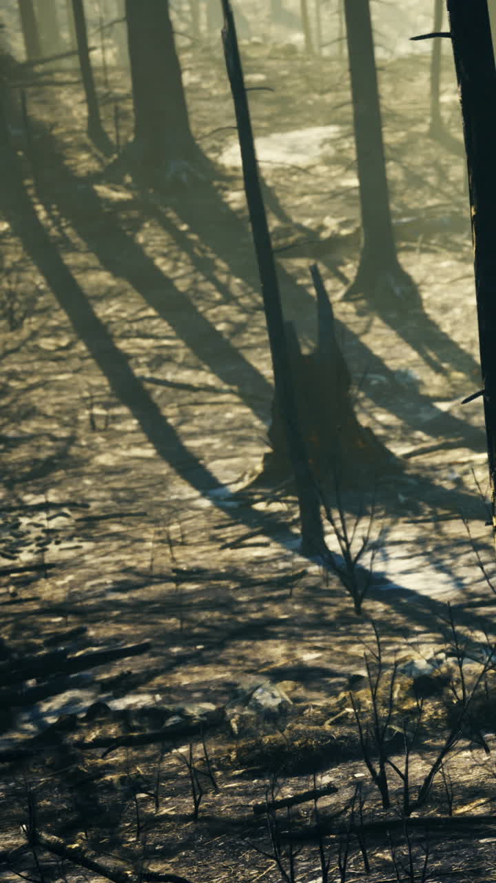 Shadows dance across a forest floor after a recent fire in golden light