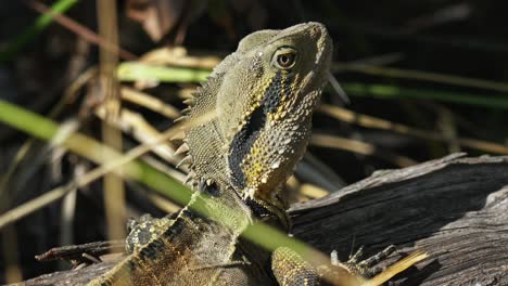 primer plano de la cabeza de un lagarto dragón de agua oriental en australia