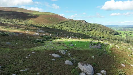 Comeragh-Mountains-Drohne-Fliegt-An-Einem-Warmen-Sommerabend-Zu-Einer-Grasbewachsenen-Lichtung-Im-Heidekraut