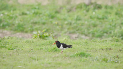 oystercatcher pecking at grassy ground with beak while grazing