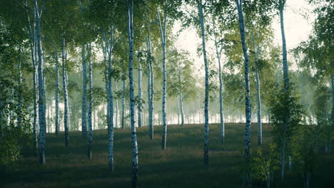 panorama-of-birch-forest-with-sunlight