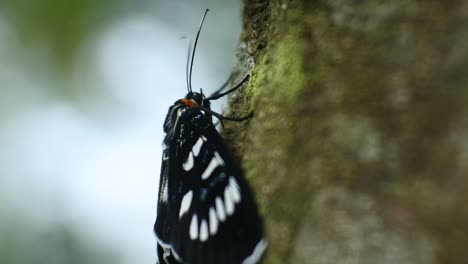 black butterfly perched on a branch in the wild forest