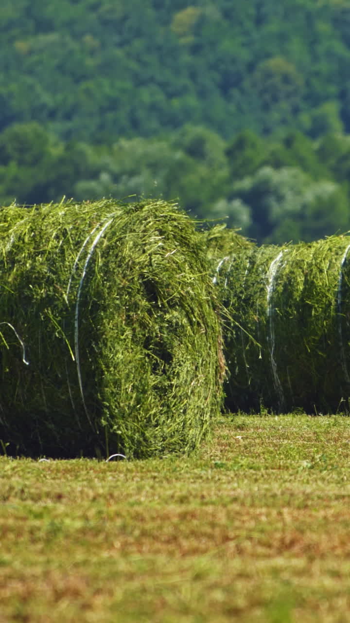 Big round bales of green grass on the forest background. Close-up. Agricultural machine pressing grass on the field for livestock in summer. Vertical video