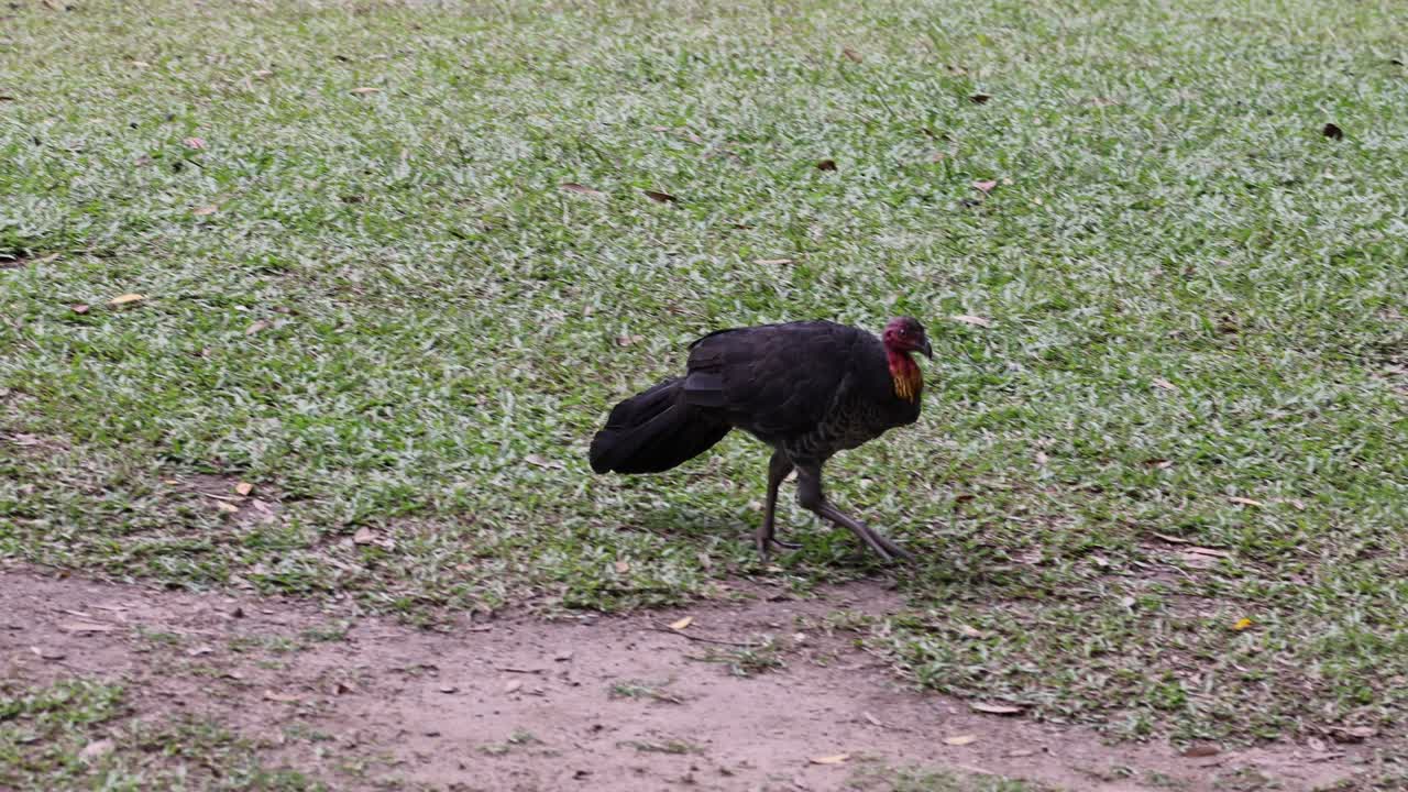 잔디 에서 먹이 를 찾는 덤불 칠면조