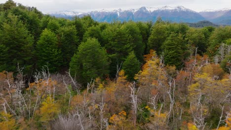 Luftaufnahmen-über-Herbstliche-Bäume-Mit-Nach-Oben-Geneigtem-Blick-Zeigen-Eine-Grüne-Waldlandschaft-Und-Schneebedeckte-Berge-Im-Fernen-Hintergrund